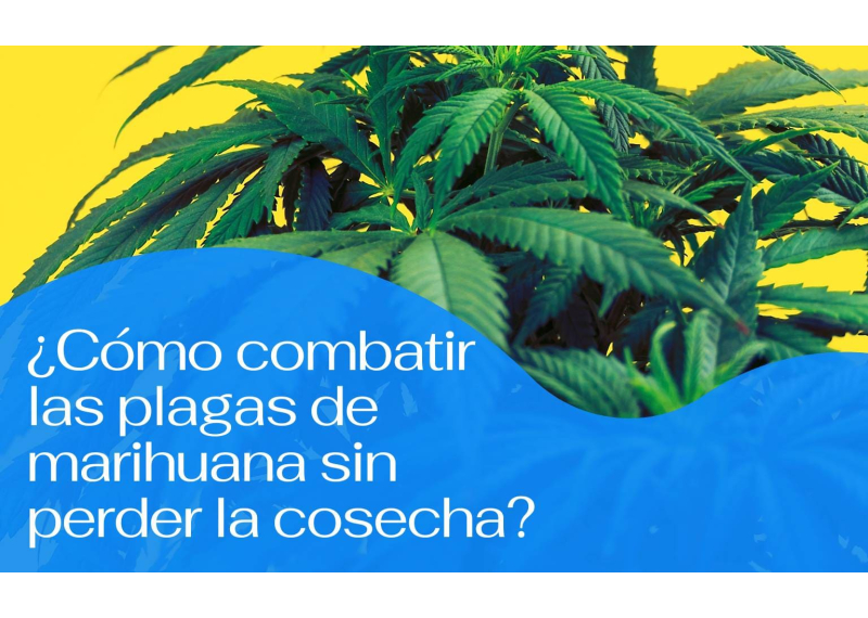 Como combatir plagas de marihuana