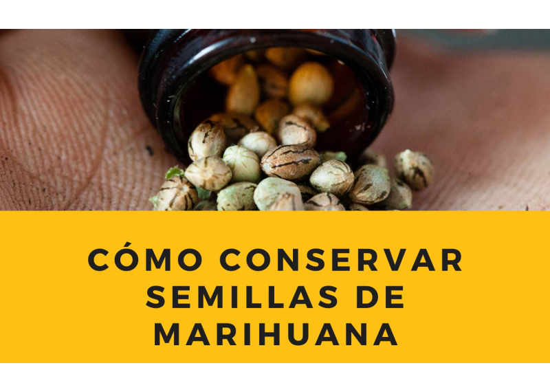 Como conservar semillas de marihuana