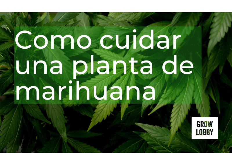 Como cuidar una planta de marihuana