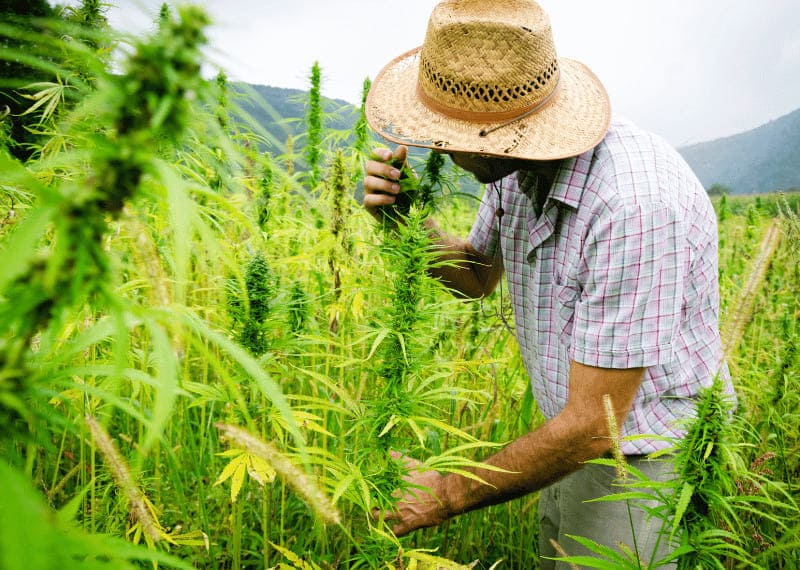 Cómo eliminar el olor a marihuana en cultivo interior