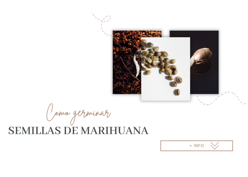 Como germinar semillas de marihuana