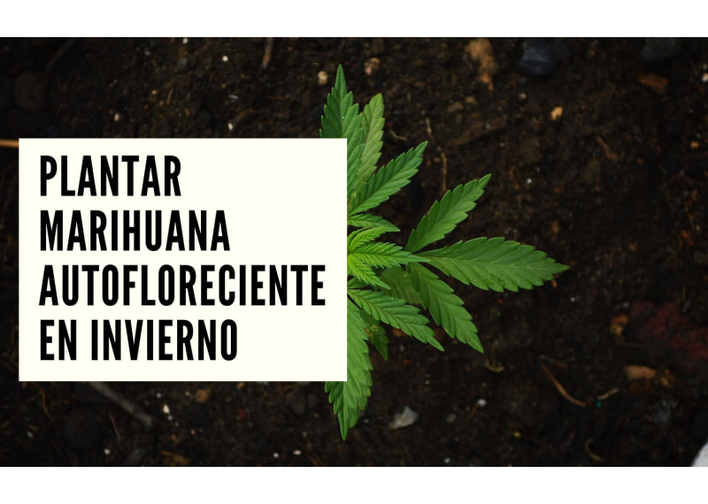 Plantar marihuana autofloreciente en invierno