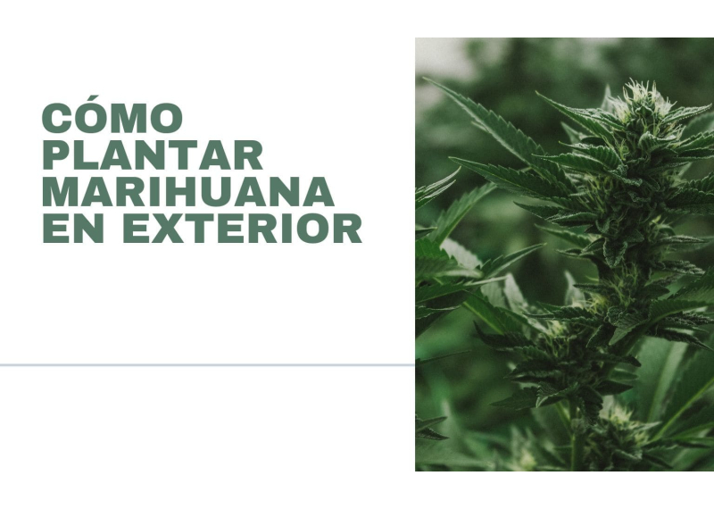 Como plantar marihuana en exterior