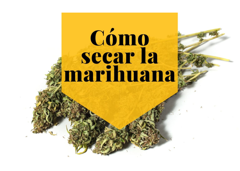 Cómo secar la marihuana