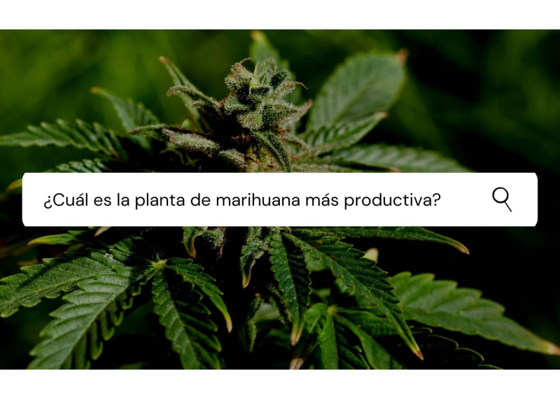 cual es la planta de marihuana mas productiva