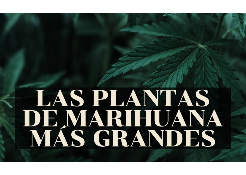 las plantas de marihuana más grandes