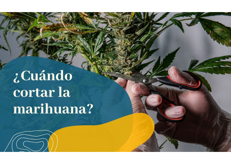 Cuando cortar la marihuana