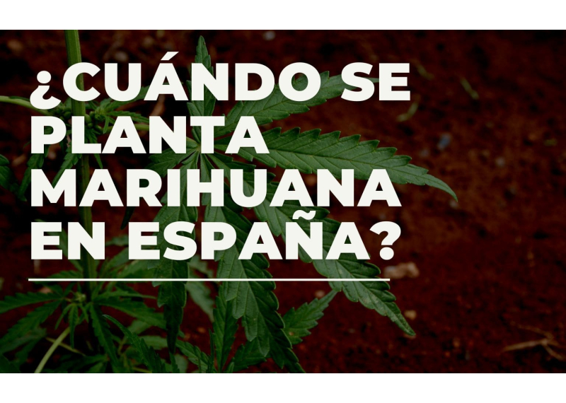 Cuando se planta marihuana en exterior en españa