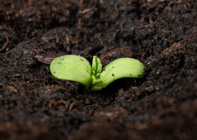 cuando se planta marihuana en exterior en españa