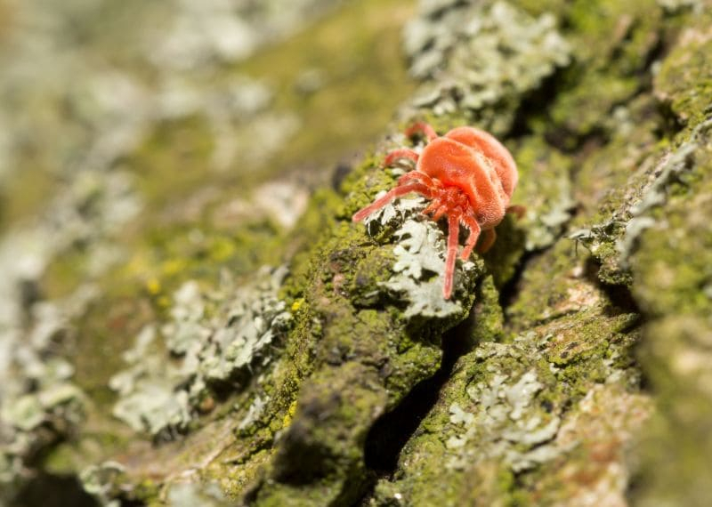 Cómo Eliminar la Araña Roja de las Plantas en 5 Pasos