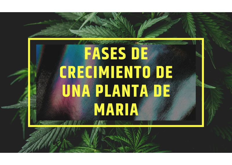 Fases de crecimiento marihuana