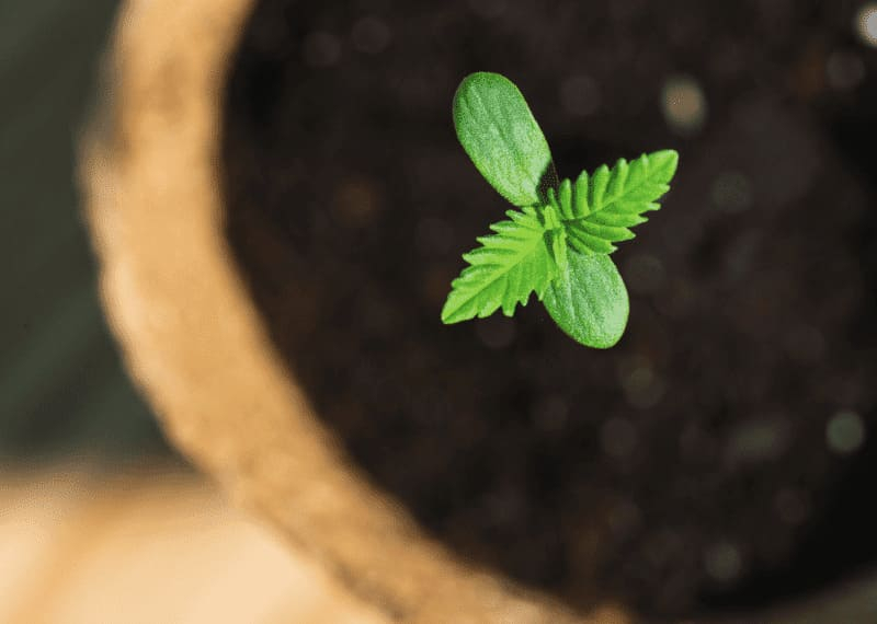 Cuanto tiempo tarda en crecer una planta de marihuana