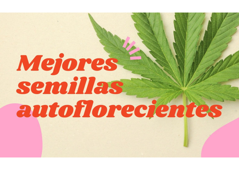 Mejores semillas autoflorecientes