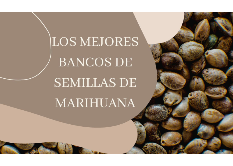 los mejores bancos de semillas de marihuana