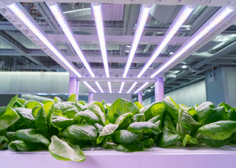 Los 10 mejores LEDs para cultivo