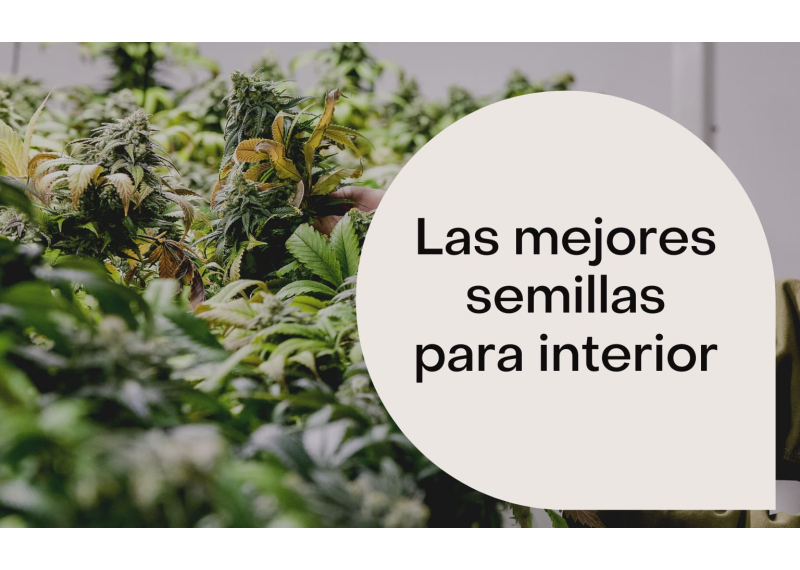 Las mejores semillas para interior