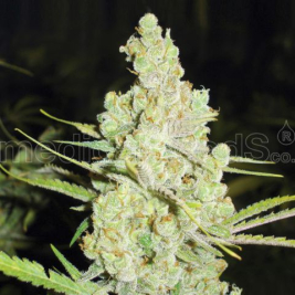 1024-medical-seeds.jpg