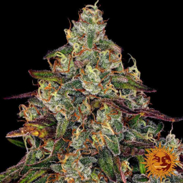 amnesia-lemon-barneys-farm3_1.jpg