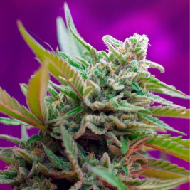 black-jack-auto-sweet-seeds2.jpg