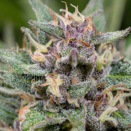 blue-hell-auto-medical-seeds_1.jpg