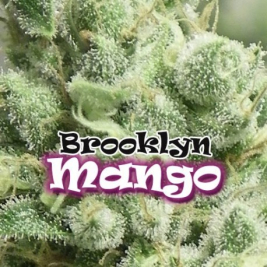 brooklyn-mango-feminizada.jpg