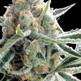 crocketts-tangie-dna-genetics.jpg