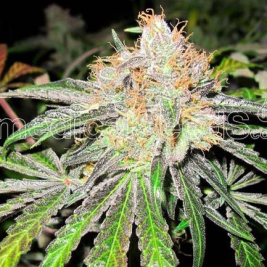 deep-neville-regular-medical-seeds.jpg