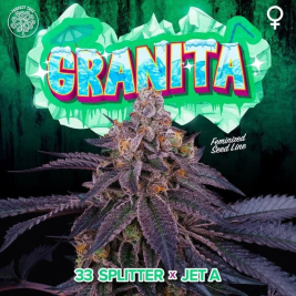 Granita (33 Splitter x Jet A)