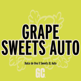 grape-sweets-auto-grand-cru-genetics_1_.jpg