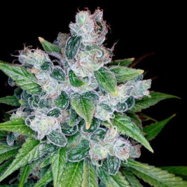 kandy-kush-x-skunk-regular-dna-genetics.jpg