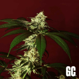 Grand Cru Genetics Kosher Kush