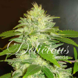 la-musa-auto-delicious-seeds.jpg