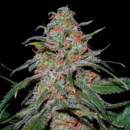 lemon-skunk1.jpg