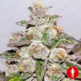 Mendocino Purple Kush Medical Seeds