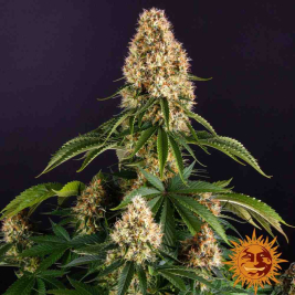 orange-sherbert-barneys-farm.jpg