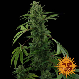 pineapple-express-auto-barneys-farm1_1.jpg