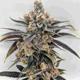 purple-punch-premium-granel.jpg