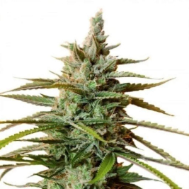 Rockstar Semillas de Marihuana a Granel - Growlobby