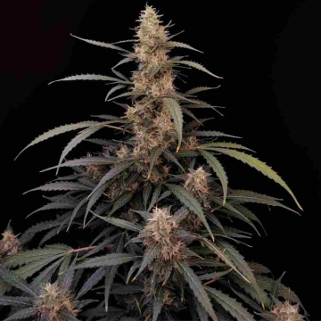 amnesia-haze-auto3.jpg