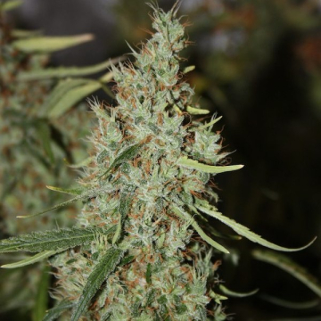 amnesia-haze-granel-5-semillas_1.jpg