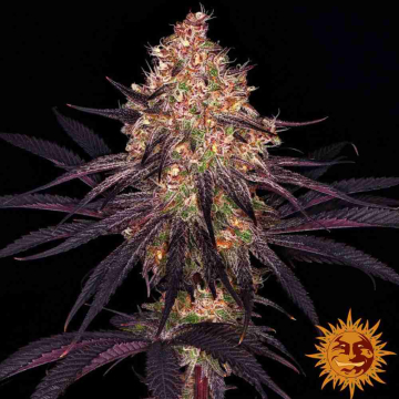 ayahuasca-purple-barneys-farm1_1.jpg