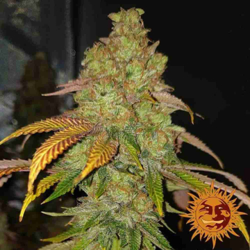 bad-azz-kush-barneys-farm3.jpg