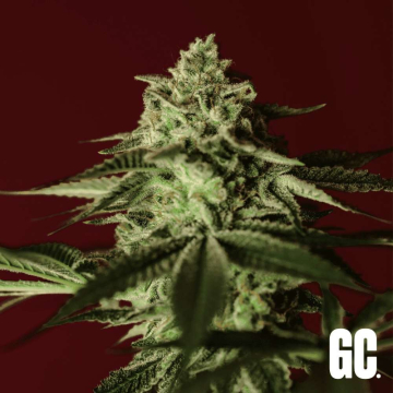 Grand Cru Genetics - Banana Stones