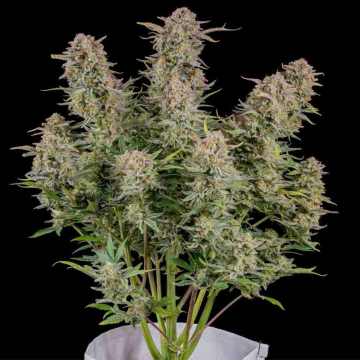 bruce-banner-auto-fast-buds3.jpg