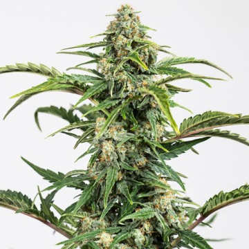 dinamed-cbd-auto_1_.jpg