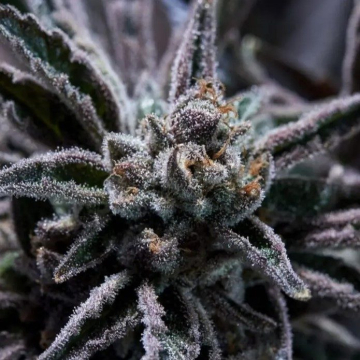 forbidden-blueprint-purple-city-genetics.jpg