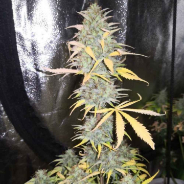 girl-scout-kush-auto_1.jpg