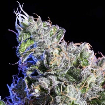 grizzly-kush2.jpg