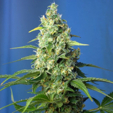 honey-peach-auto-cbd-sweet-seeds_1_.jpg