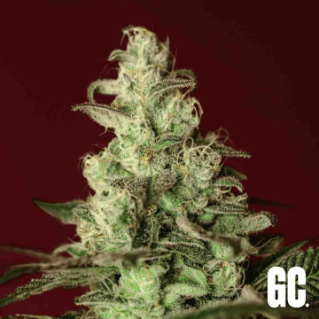 Grand Cru Genetics Iced Apples